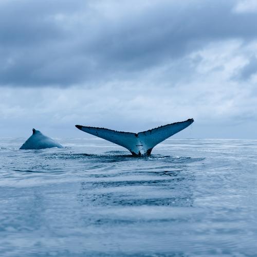 Following the Giants