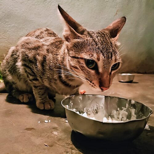 Photo #2545243
