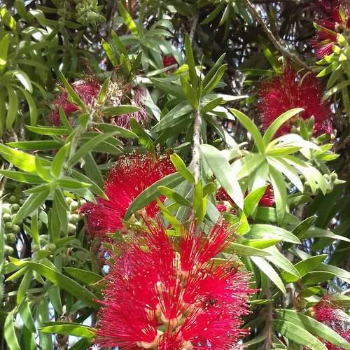 Brush Tree