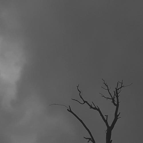 নিশপ্রান