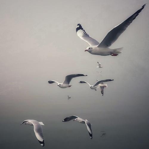 Fly with Freedom