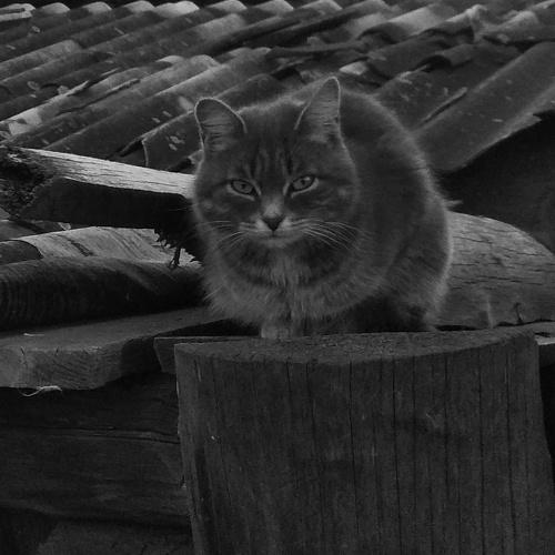 Деревенский кот