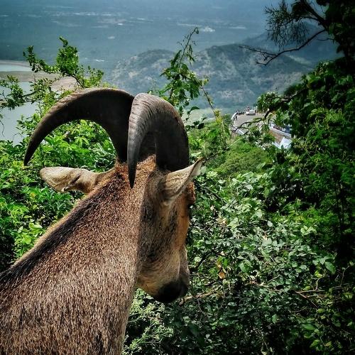 Nilgiri tahr