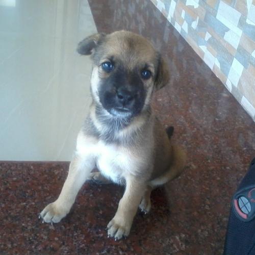 My lovely tinku