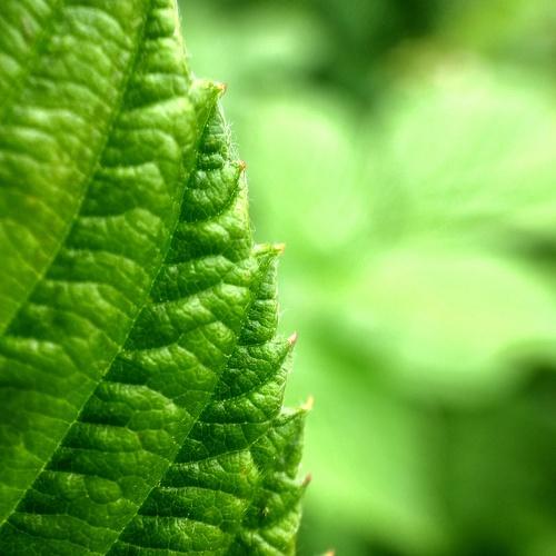 Photo #2554540