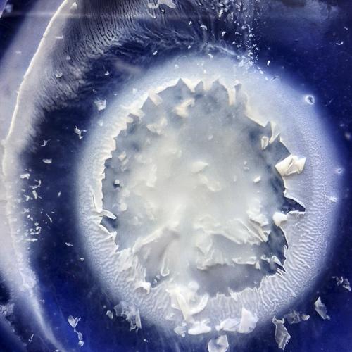 Photo #2555114