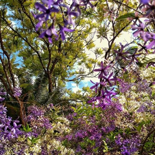In Bloom
