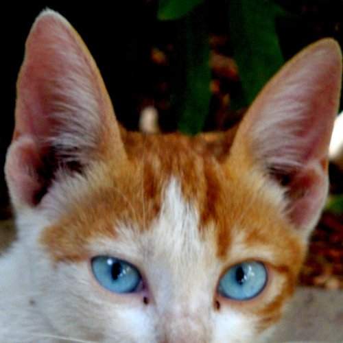 Egyptian cat