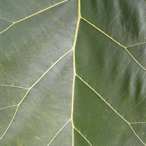 Leaf