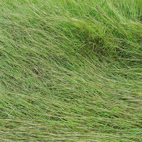 Fallen grass