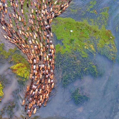 Crossing The River