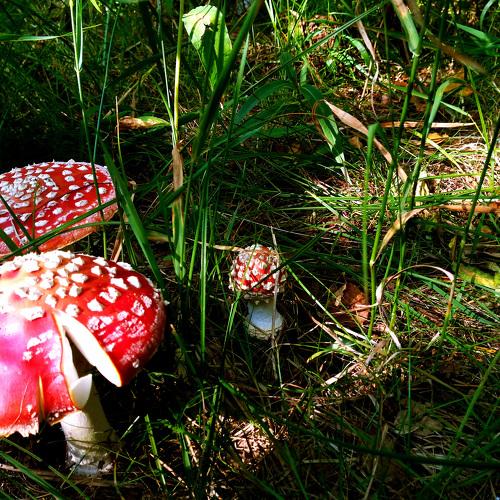Amanita