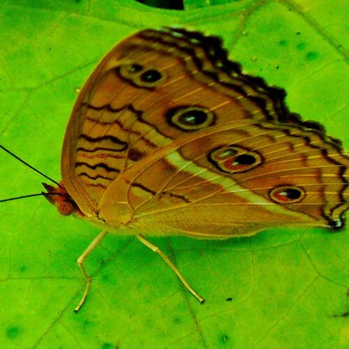 The beauty of butterfly