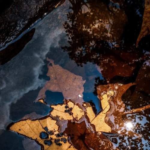 Lonely leaf