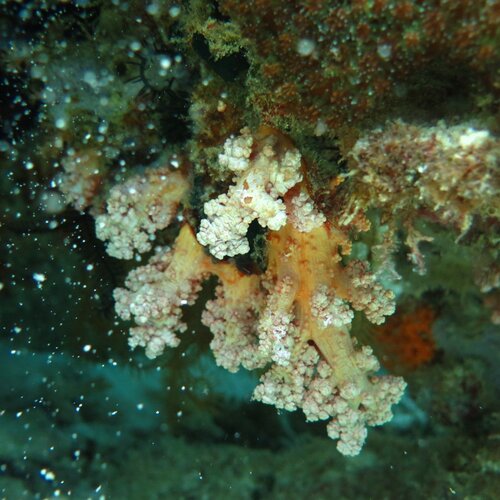 soft corals under water
