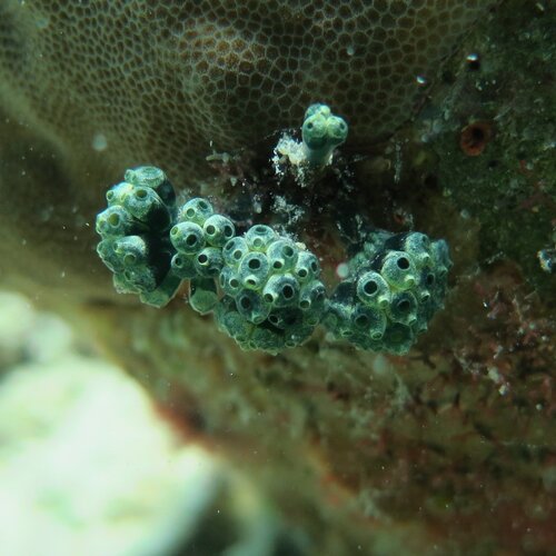 tunicates