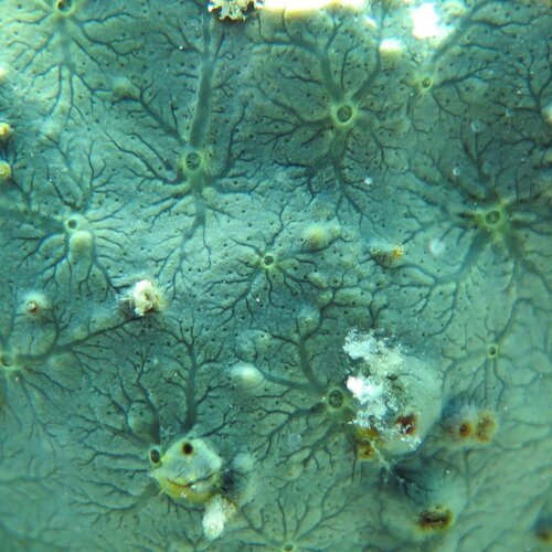 topography of corals