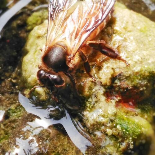 The thirsty honey bee