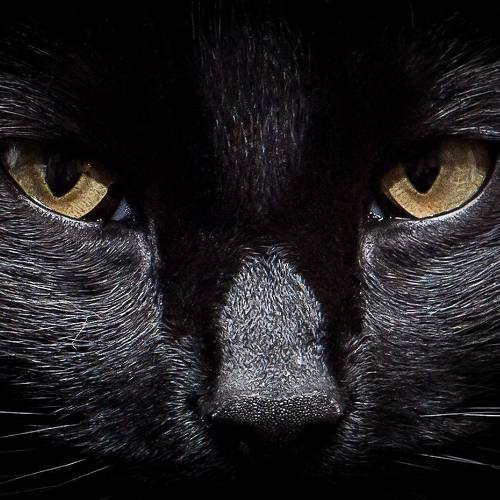 Photo #2557534