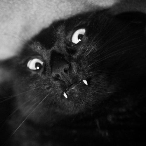 Photo #2557537