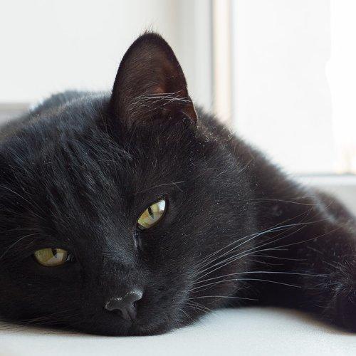 Photo #2557538