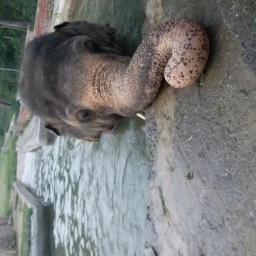 Click of Playing Elephant at Marghuzaar Park Islamabad, Evening time