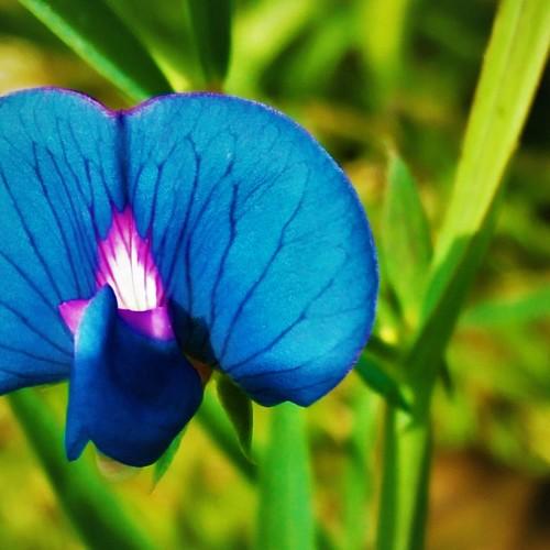 bird-flower