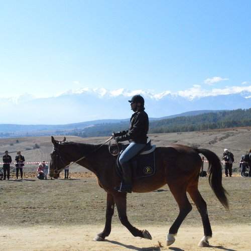 Horse