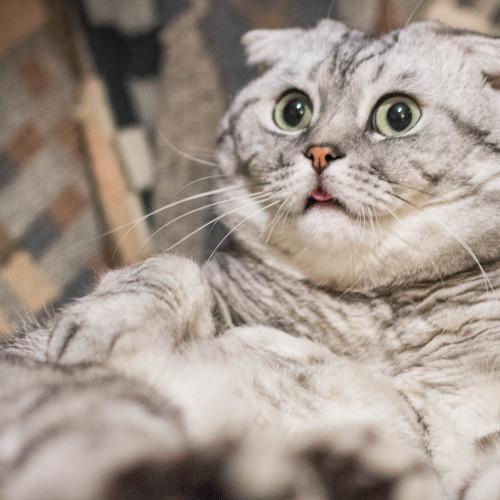 Photo #2560444