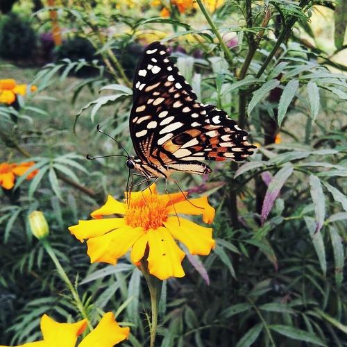 butterfly on the marigold