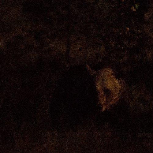 Moon light bear