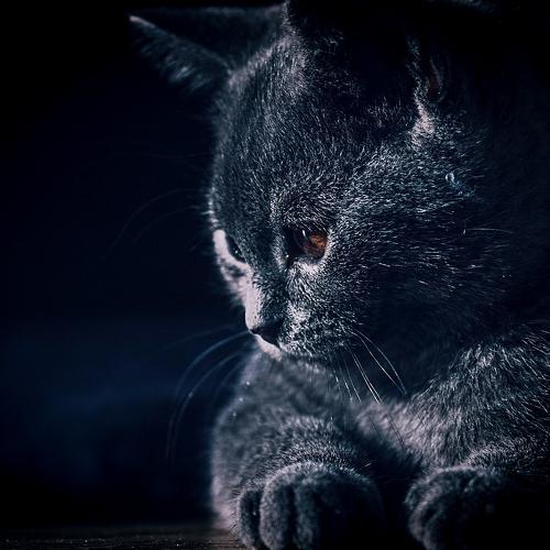 Oliver