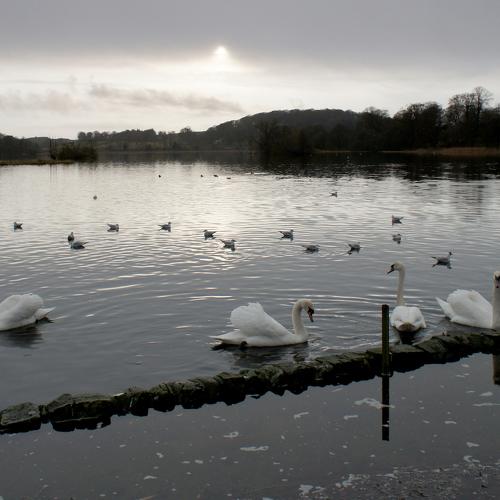 Swan Lake