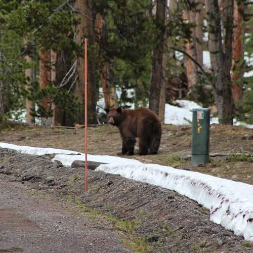 Black Bear