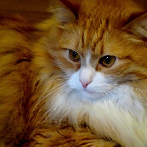 Photo #2562663