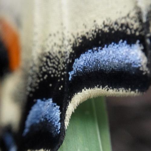 Photo #2563234
