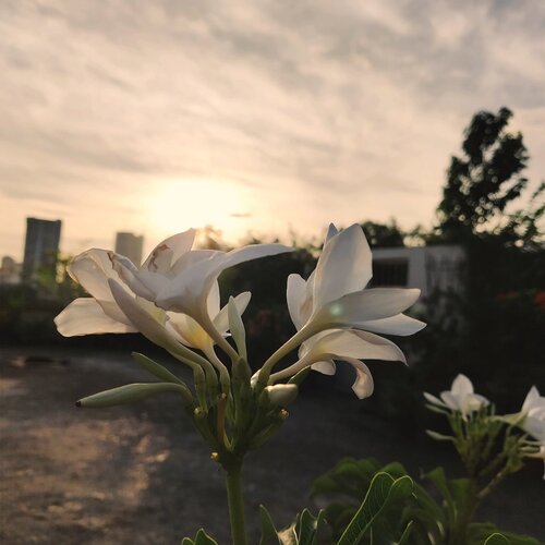 White beauty