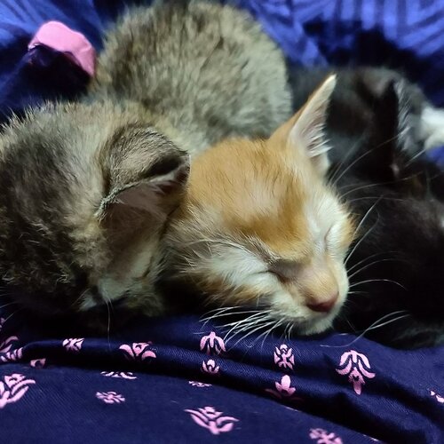 Cerberus, cat edition