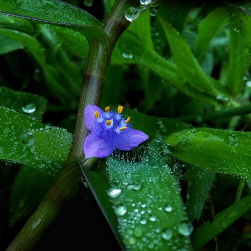 The rain drops on grass