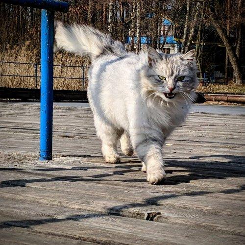Говорящий кот