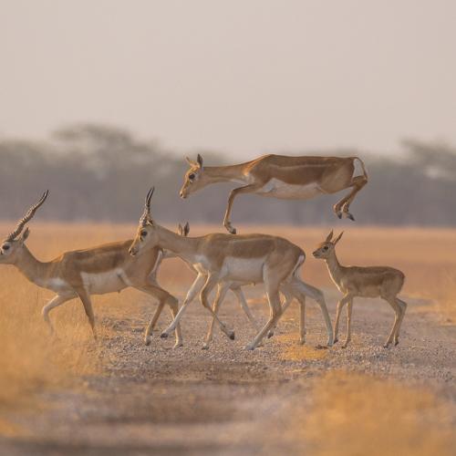 Leap Of Black Bucks
