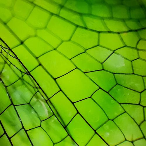 Feather of a dragonfly