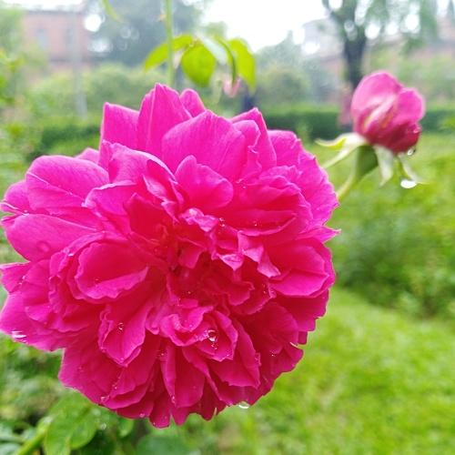 বৃষ্টিবিন্দু