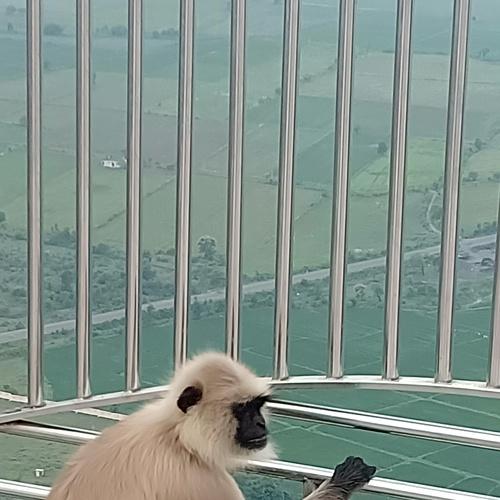 Wildlife