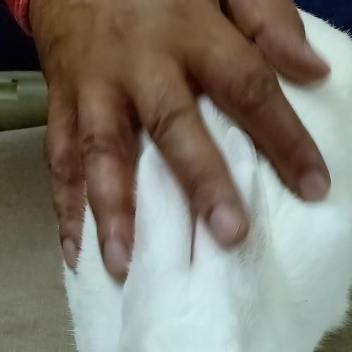 My pet