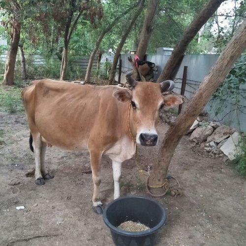 Cow