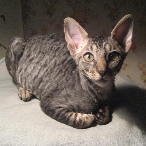 Photo #2570684
