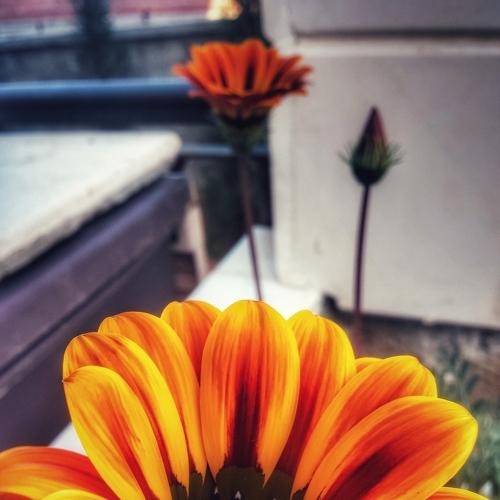 Why little flower faded