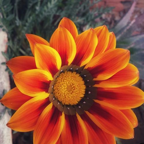 Why little flower faded