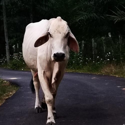 We Are Not The Only One Who Run The Street!